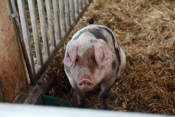 Bentheimer Schwein